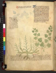 Tractatus de herbis (Herbal) c.1280-1310