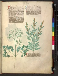 Tractatus de herbis (Herbal)