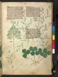 Tractatus de herbis (Herbal)