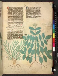 Tractatus de herbis (Herbal)