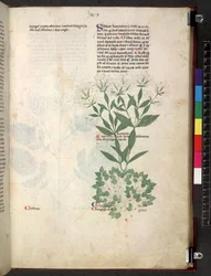 Tractatus de herbis (Herbal)