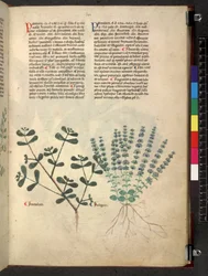 Tractatus de herbis (Herbal)