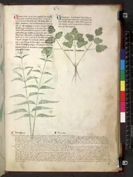 Tractatus de herbis (Herbal)