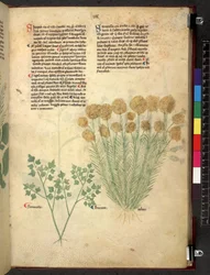 Tractatus de herbis (Herbal)