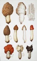 Mushrooms