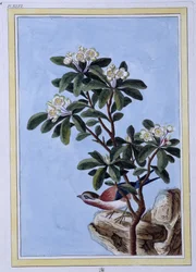 Bird - Japanese Print