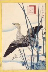 Wild Duck