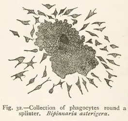 Drawing by Elie Metchnikoff of Phagocytic Cells Surrounding a Foreign Particle