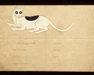 Leaf of a Manuscript on Siamese Cats, Early 20th Century