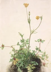 Buttercups, Red Clover, and Plantain