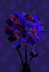 Carnation,3