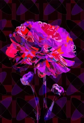 Carnation4
