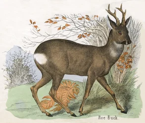 Antique Print of a Roe Deer Buck