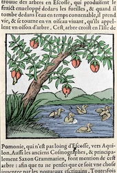 Representation of Birds Born in Trees (xylography) from Sebastien Munster