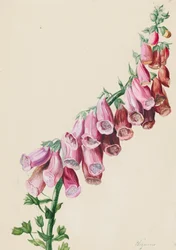 Thimble
