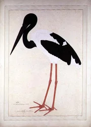 Blacknecked Stork, Xenorhynchus Asiaticus (painted for Lady Impey at Calcutta)