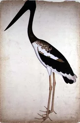Blacknecked Stork, Xenorhynchus Asiaticus, painted for Lady Impey at Calcutta, c.1780