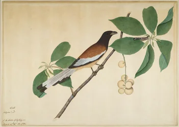 Rufous Treepie and Caterpillar on Branch, folio from a Series Commissioned by Lady Impey, 1777