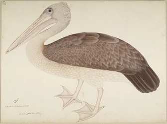 Spot-billed Pelican, folio from a Series Commissioned by Lady Impey, c. 1780-82