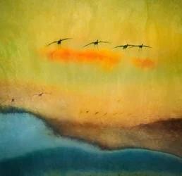 Golden Hour Bird Flight