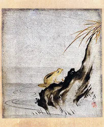 Frog in pond