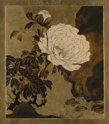 Peonies