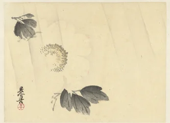 White Peony in the Rain