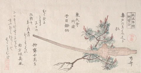 Young Pine Tree and the Handle of a Plow