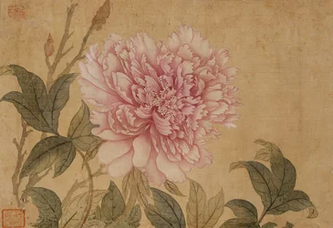 Peony, Leaf from an Album of Flower Paintings