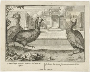 Guinea Fowls