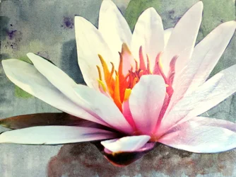 Water Lilies