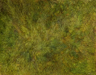 Homogeneous Dynamics