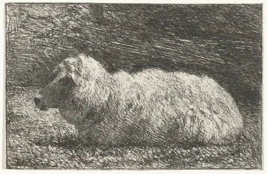Lying Sheep