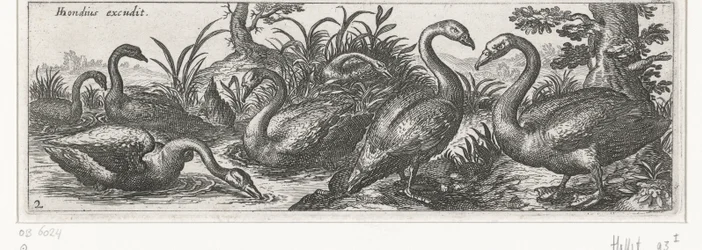 Swans (Birds and Insects)