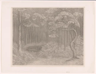 Forest Scene
