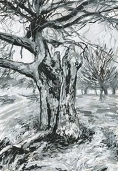 Old Tree, Richmond Park