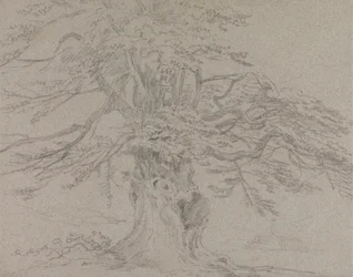 Tree Study