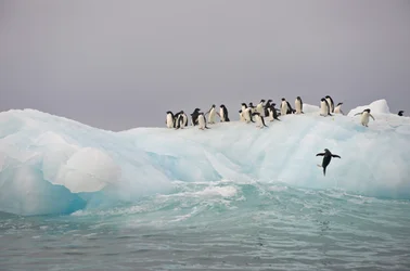 Adelie penguins, Pygoscelis adeliae, on an iceberg, 2022
