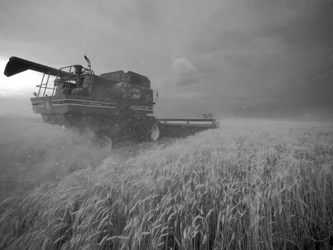 United States, Kansas: Kansas wheat being harvested at dusk during summer