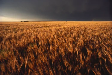 Summer Thunderstorm Approaches Wheat Field, Kansas, 2022