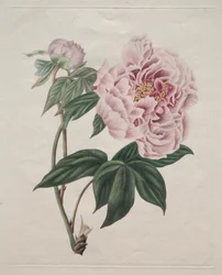 Chinese Tree Peony
