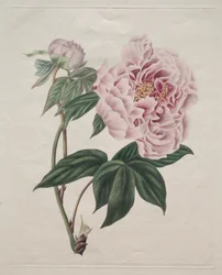Chinese Tree Peony, c. 1820