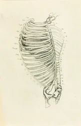 Anatomy