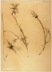 Branches