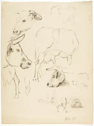 Cows