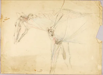 Horse Study