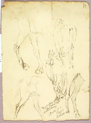 Horses