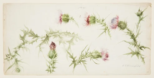 Six Studies of Thistles