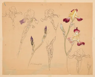 Studies of Irises