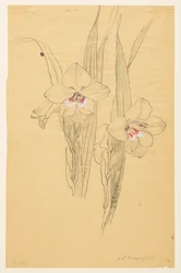 Study of Amaryllises
